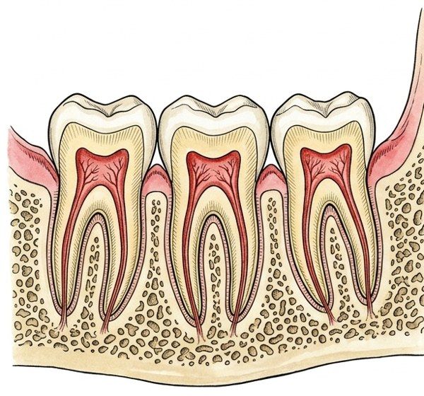 Les dents sont droites, calées les unes contre les autres
